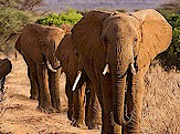 Elephant in Amboseli