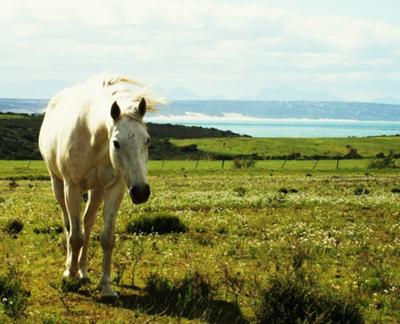 Horseback Safari South Africa on Africa Travel And Holiday Ads