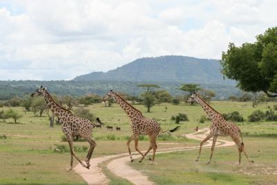 Giraffe crossing in the Selous Game Reserve
