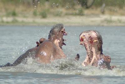 South Africa Safari  Adventure on Wonderfully And Unforgettable Safari To Southern Tanzania Book With
