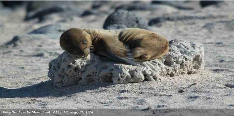 Galapagos Islands - A Visitors Guide