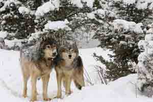 Yellowstone National Park Gray Wolves