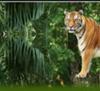 Chitwan Jungle Safari, adventure, wildlife tour, nepal tour, online booking
