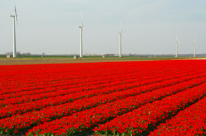 Holland Flower Route