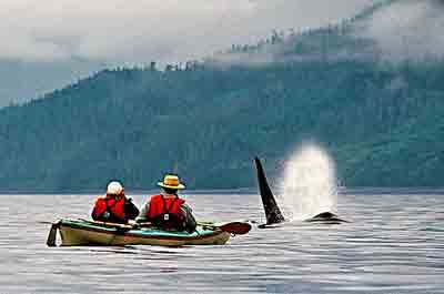 Orca Whales, British Columbia